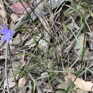 Wahlenbergia capillaris at Jerrabomberra, NSW - 3 Oct 2021 04:52 PM