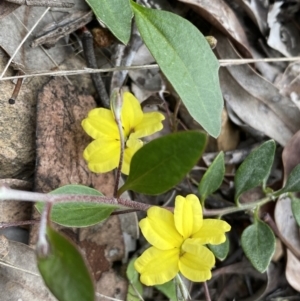 Goodenia hederacea subsp. hederacea at Jerrabomberra, NSW - 3 Oct 2021 05:14 PM