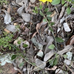 Goodenia hederacea subsp. hederacea at Jerrabomberra, NSW - 3 Oct 2021 05:14 PM