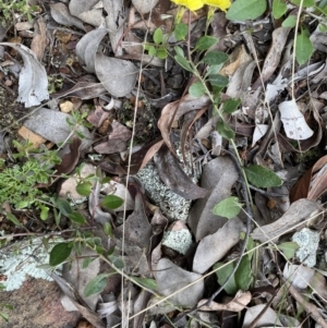 Goodenia hederacea subsp. hederacea at Jerrabomberra, NSW - 3 Oct 2021 05:14 PM