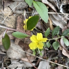 Goodenia hederacea subsp. hederacea at Jerrabomberra, NSW - 3 Oct 2021 05:14 PM