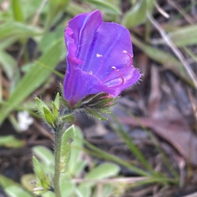 Echium plantagineum (Paterson's Curse) at Jerrabomberra, NSW - 3 Oct 2021 by Steve_Bok