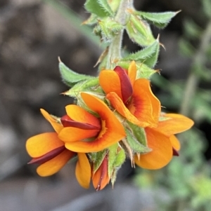 Pultenaea procumbens at Jerrabomberra, NSW - 3 Oct 2021