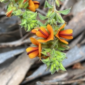 Pultenaea procumbens at Jerrabomberra, NSW - 3 Oct 2021 04:38 PM