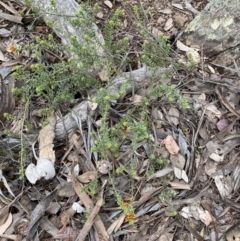 Pultenaea procumbens at Jerrabomberra, NSW - 3 Oct 2021 04:38 PM