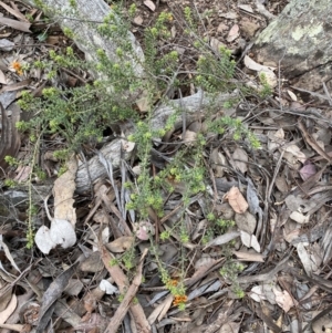 Pultenaea procumbens at Jerrabomberra, NSW - 3 Oct 2021 04:38 PM