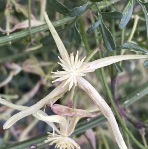 Clematis leptophylla at Jerrabomberra, NSW - 3 Oct 2021 05:48 PM