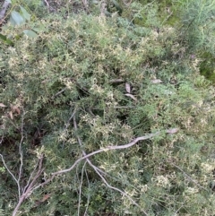 Clematis leptophylla at Jerrabomberra, NSW - 3 Oct 2021 05:48 PM