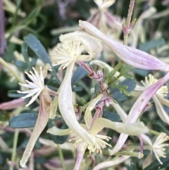 Clematis leptophylla at Jerrabomberra, NSW - 3 Oct 2021 05:48 PM