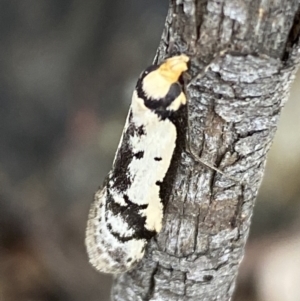 Philobota lysizona at Jerrabomberra, NSW - 3 Oct 2021 04:21 PM