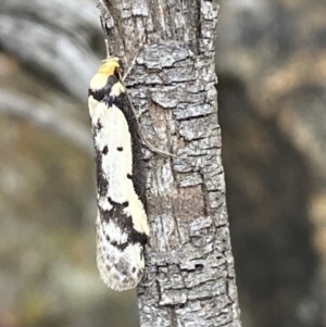 Philobota lysizona at Jerrabomberra, NSW - 3 Oct 2021