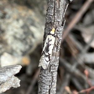 Philobota lysizona at Jerrabomberra, NSW - 3 Oct 2021