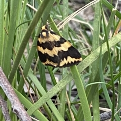 Termessa shepherdi at Jerrabomberra, NSW - 3 Oct 2021