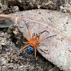 Nicodamus peregrinus (Common Red and black spider) at Jerrabomberra, NSW - 3 Oct 2021 by SteveBorkowskis