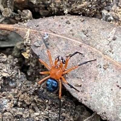 Nicodamus peregrinus (Common Red and black spider) at Jerrabomberra, NSW - 3 Oct 2021 by SteveBorkowskis