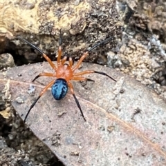 Nicodamus peregrinus at Jerrabomberra, NSW - 3 Oct 2021