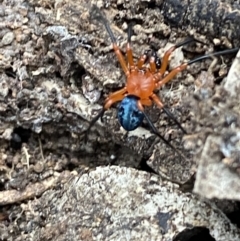 Nicodamus peregrinus at Jerrabomberra, NSW - 3 Oct 2021