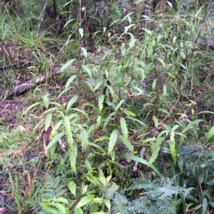 Lomatia myricoides at Paddys River, ACT - 3 Oct 2021 09:48 AM