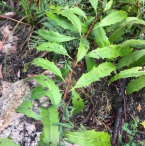 Lomatia myricoides at Paddys River, ACT - 3 Oct 2021 09:48 AM