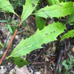 Lomatia myricoides at Paddys River, ACT - 3 Oct 2021 09:48 AM