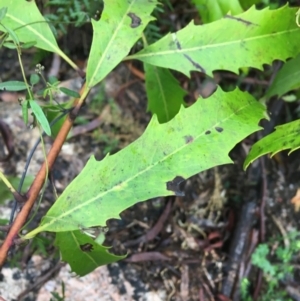 Lomatia myricoides at Paddys River, ACT - 3 Oct 2021 09:48 AM