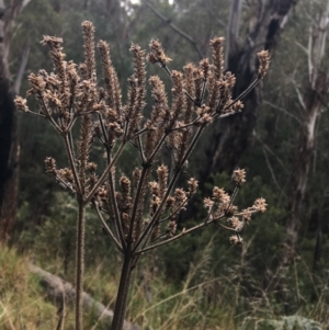 Verbena incompta at Paddys River, ACT - 3 Oct 2021 09:49 AM