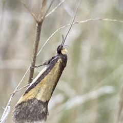 Philobota undescribed species near arabella (A concealer moth) at Booth, ACT - 3 Oct 2021 by RAllen