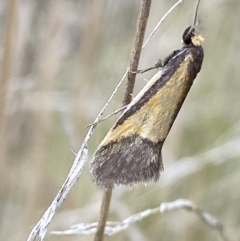 Philobota undescribed species near arabella at Booth, ACT - 3 Oct 2021