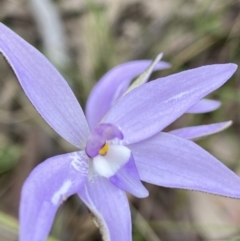 Glossodia major (Wax Lip Orchid) at Stromlo, ACT - 3 Oct 2021 by AJB