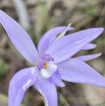 Glossodia major (Wax Lip Orchid) at Stromlo, ACT - 3 Oct 2021 by AJB