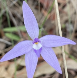 Glossodia major at Stromlo, ACT - 3 Oct 2021