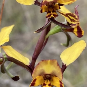 Diuris pardina at Stromlo, ACT - 3 Oct 2021