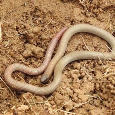 Aprasia parapulchella (Pink-tailed Worm-lizard) at suppressed - 3 Oct 2021 by HelenCross