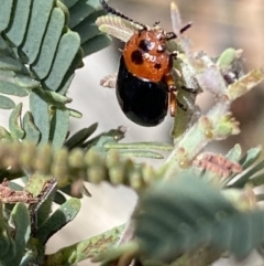 Calomela moorei (Acacia Leaf Beetle) at Booth, ACT - 3 Oct 2021 by RAllen