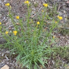 Xerochrysum viscosum at Jerrabomberra, NSW - 3 Oct 2021 05:14 PM