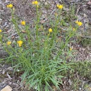 Xerochrysum viscosum at Jerrabomberra, NSW - 3 Oct 2021 05:14 PM