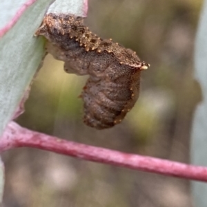 Mnesampela comarcha at Booth, ACT - suppressed