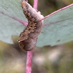 Mnesampela comarcha at Booth, ACT - suppressed