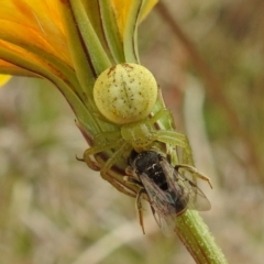 Lehtinelagia prasina (Leek-green flower spider) at Stromlo, ACT - 3 Oct 2021 by HelenCross