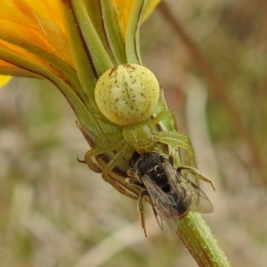 Lehtinelagia prasina at Stromlo, ACT - 3 Oct 2021