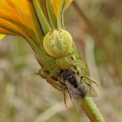 Lehtinelagia prasina (Leek-green flower spider) at Stromlo, ACT - 3 Oct 2021 by HelenCross