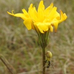 Lehtinelagia prasina at Stromlo, ACT - 3 Oct 2021