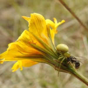 Lehtinelagia prasina at Stromlo, ACT - 3 Oct 2021