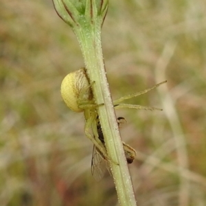 Lehtinelagia prasina at Stromlo, ACT - 3 Oct 2021