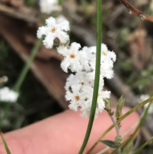 Leucopogon virgatus at Acton, ACT - 28 Sep 2021