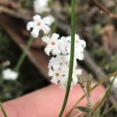 Leucopogon virgatus at Acton, ACT - 28 Sep 2021