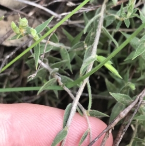 Leucopogon virgatus at Acton, ACT - 28 Sep 2021