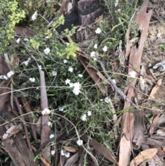 Leucopogon virgatus at Acton, ACT - 28 Sep 2021