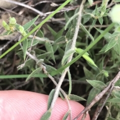 Leucopogon virgatus at Acton, ACT - 28 Sep 2021