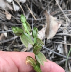 Bunochilus umbrinus (ACT) = Pterostylis umbrina (NSW) (Broad-sepaled Leafy Greenhood) by Tapirlord
